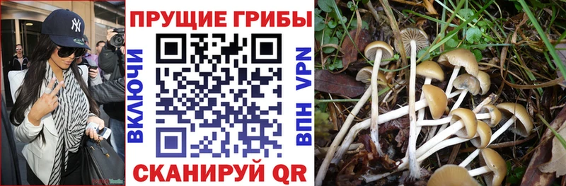 как найти закладки Звенигород Галлюциногенные грибы MAGIC MUSHROOMS